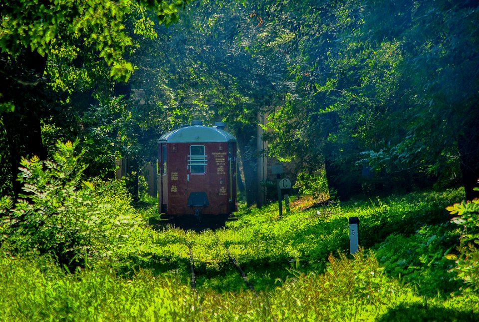 Nature Vegetation Green Ecosystem