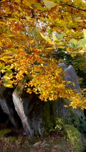 Autumn Tree Deciduous Leaf