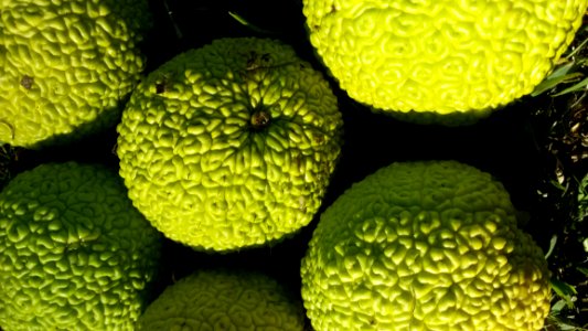 Fruit Close Up Produce Organism photo