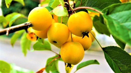 Fruit Fruit Tree Apricot Loquat
