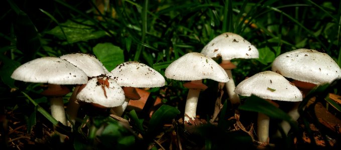 Mushroom Fungus Agaricaceae Agaricus