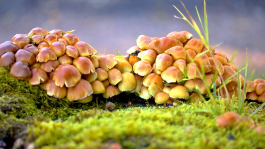 Fungus Edible Mushroom Mushroom Auriculariales photo