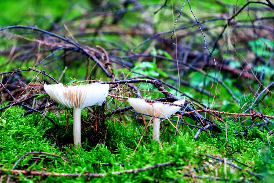 Ecosystem Fungus Mushroom Bird photo