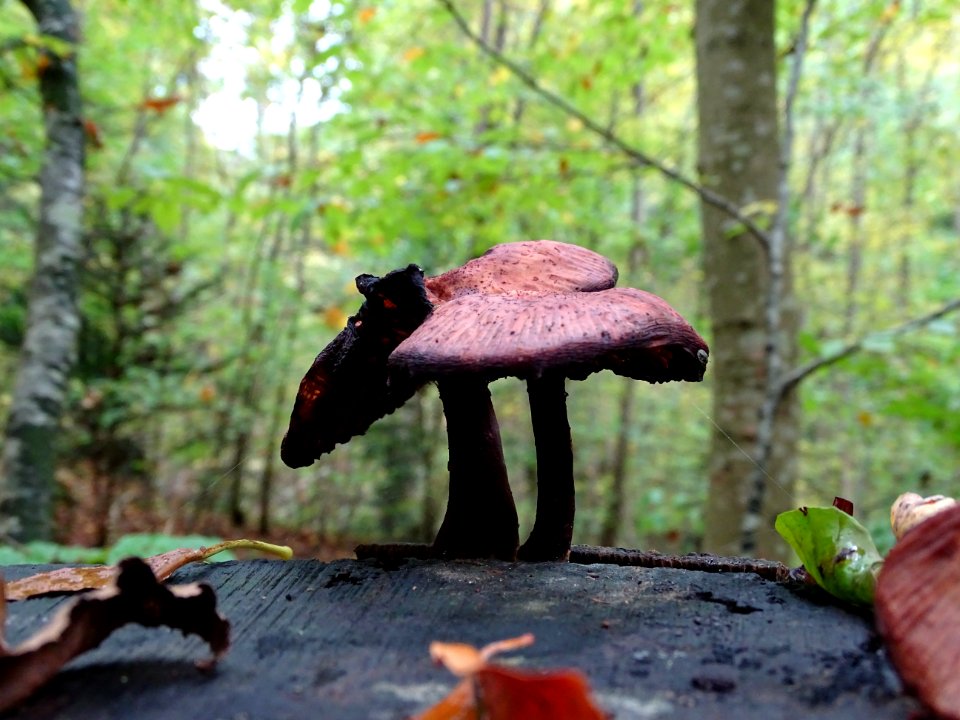 Fungus Leaf Mushroom Medicinal Mushroom