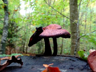 Fungus Leaf Mushroom Medicinal Mushroom photo