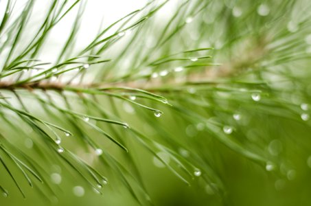 Water Green Dew Vegetation