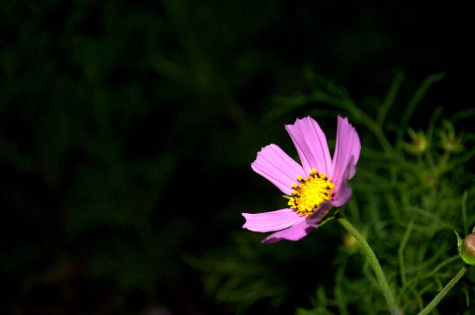 Flower Garden Cosmos Flora Plant