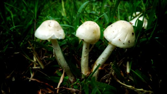 Mushroom Agaricaceae Fungus Agaricus photo