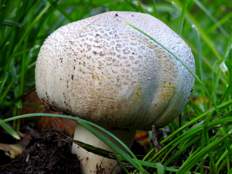 Mushroom Fungus Agaricaceae Agaricus