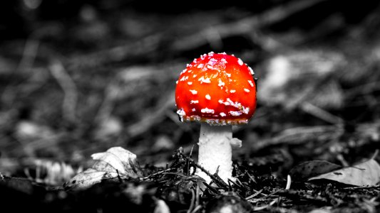 Mushroom Black And White Agaric Fungus photo