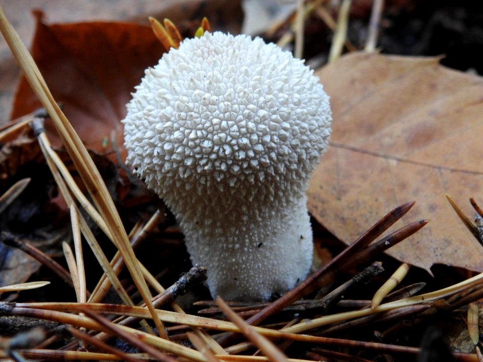 Fungus Mushroom Edible Mushroom Agaricaceae
