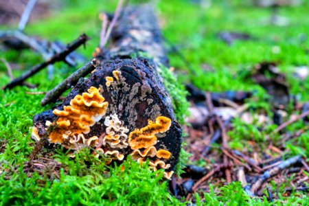 Fungus Mushroom Grass Discinaceae photo