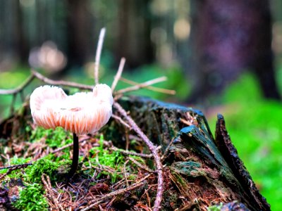 Fungus Mushroom Medicinal Mushroom Agaricaceae photo