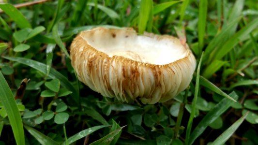 Mushroom Fungus Edible Mushroom Medicinal Mushroom