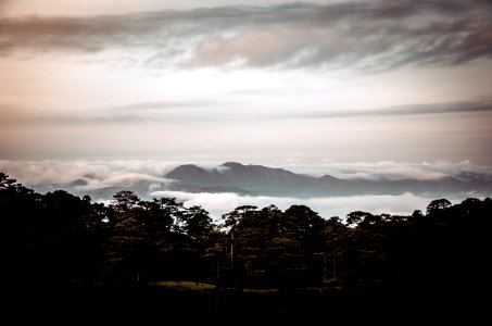 Sky Cloud Atmosphere Tree