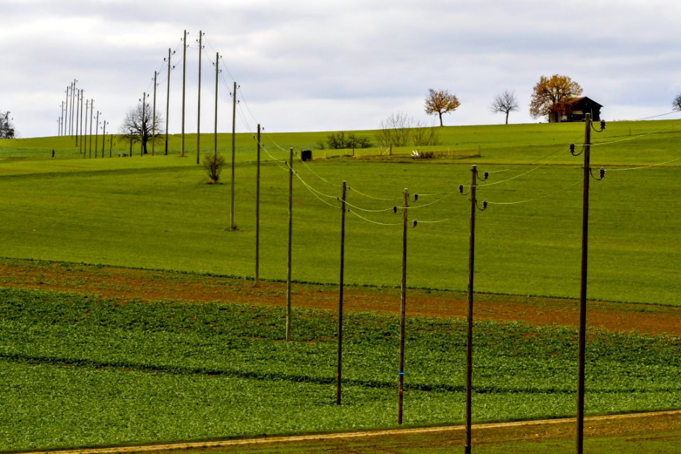 Grassland Field Green Yellow