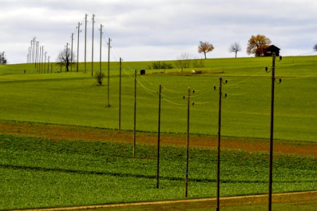 Grassland Field Green Yellow