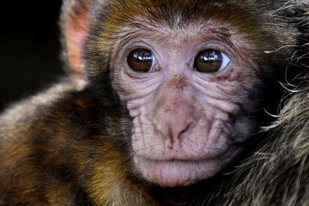 Face Macaque Mammal Primate photo