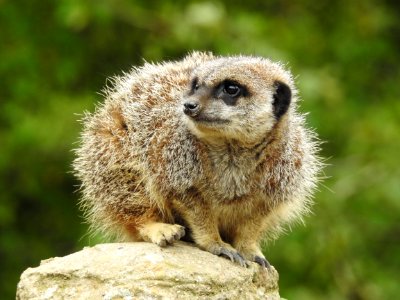 Meerkat Mammal Terrestrial Animal Fauna photo