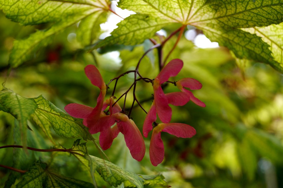 Leaf Vegetation Plant Flora