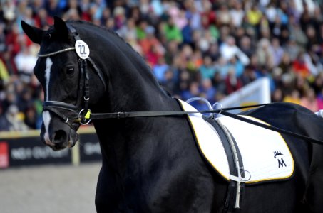 Horse Horse Harness Rein Horse Tack photo