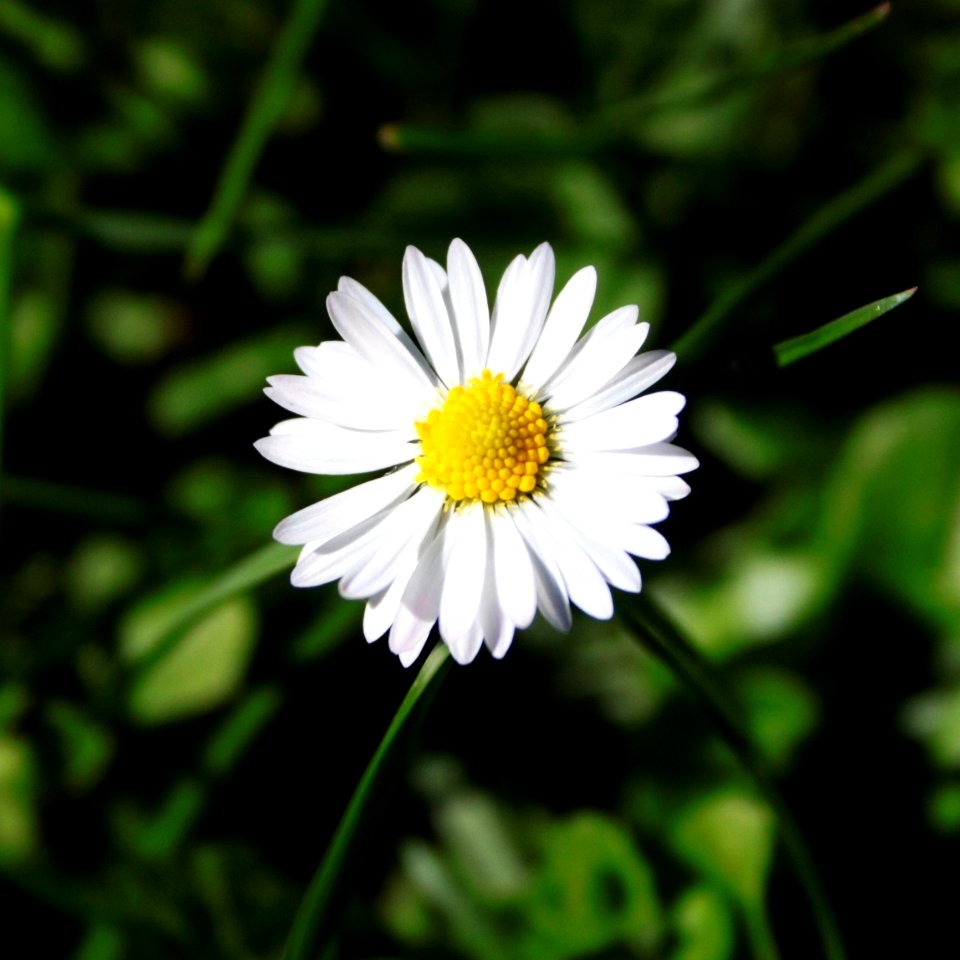 Flower Oxeye Daisy Flora Plant
