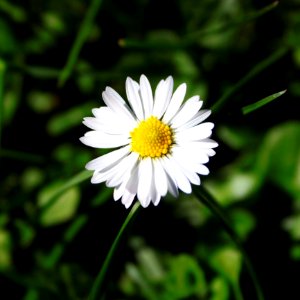 Flower Oxeye Daisy Flora Plant