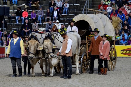 Horse Harness Pack Animal Bull Traditional Sport