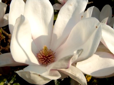 Flower Plant Flowering Plant Magnolia Family