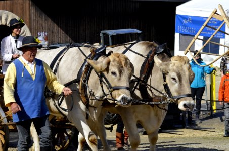 Cattle Like Mammal Vehicle Ox Horse Harness