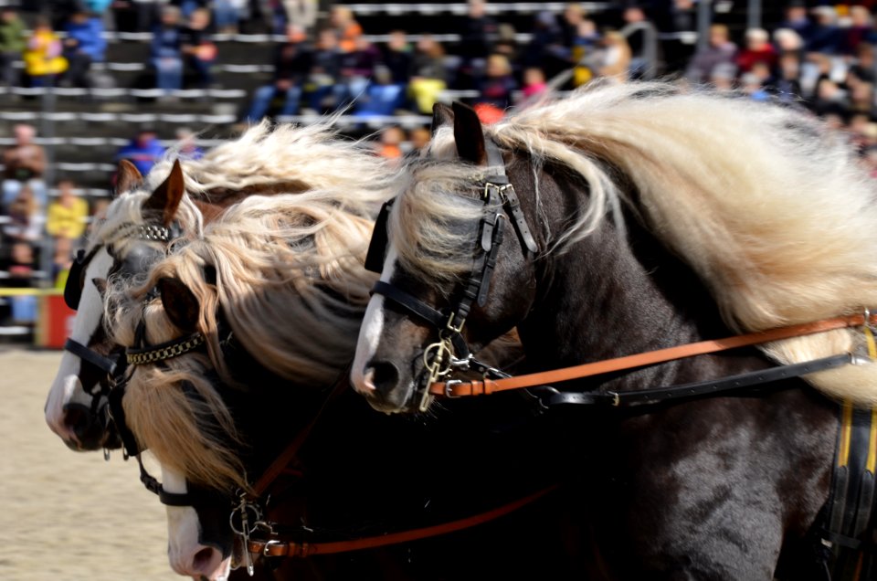 Horse Harness Horse Rein Horse Tack
