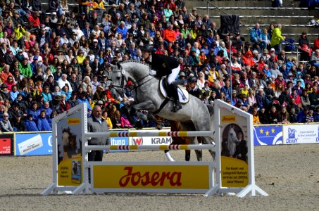 Horse Mammal Show Jumping Horse Like Mammal photo