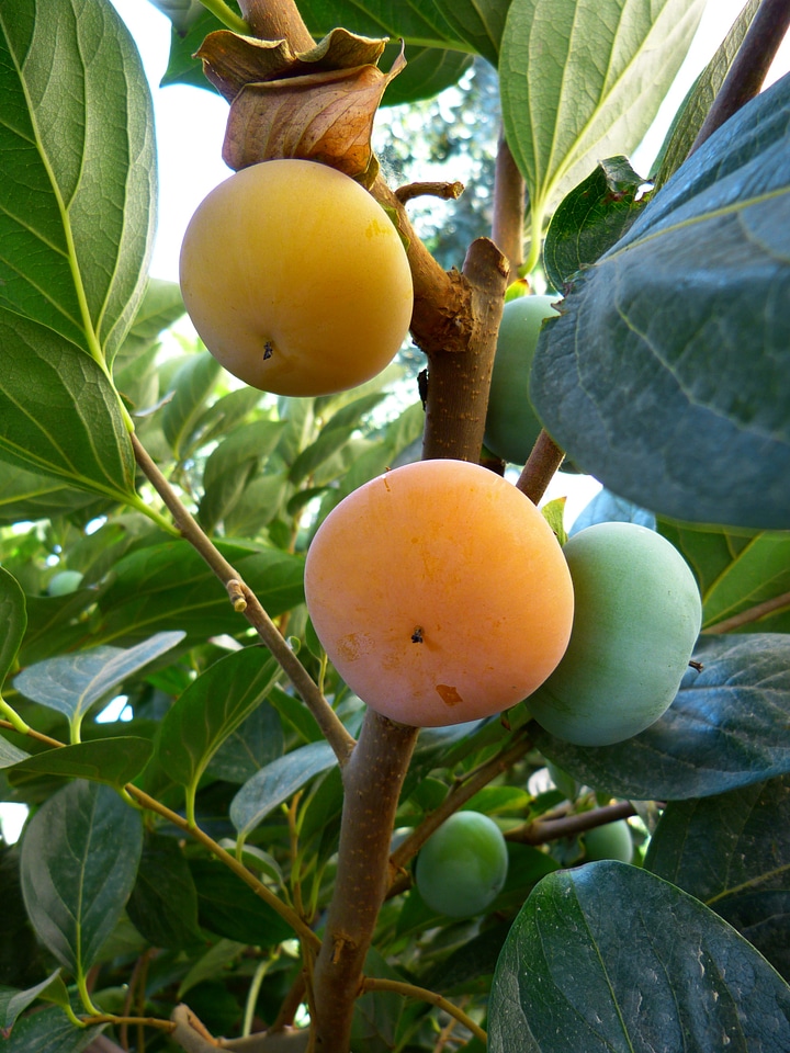 Persimmon sharon ripe