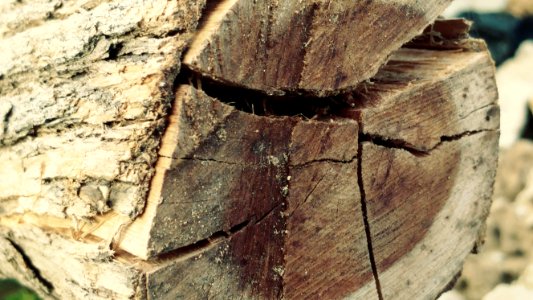 Wood Trunk Tree