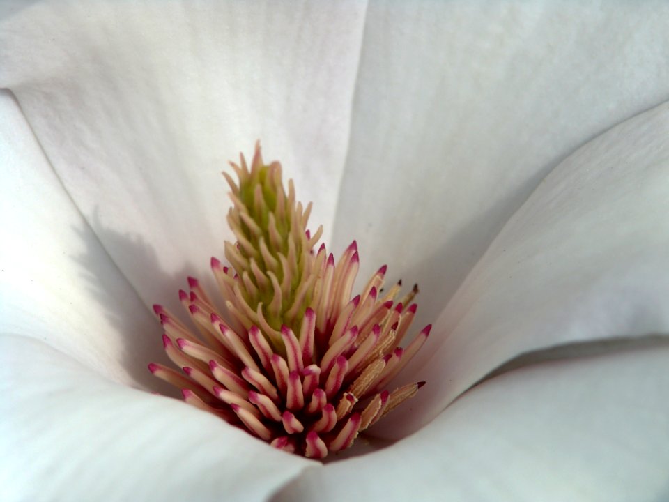 Flower Close Up Petal Flora