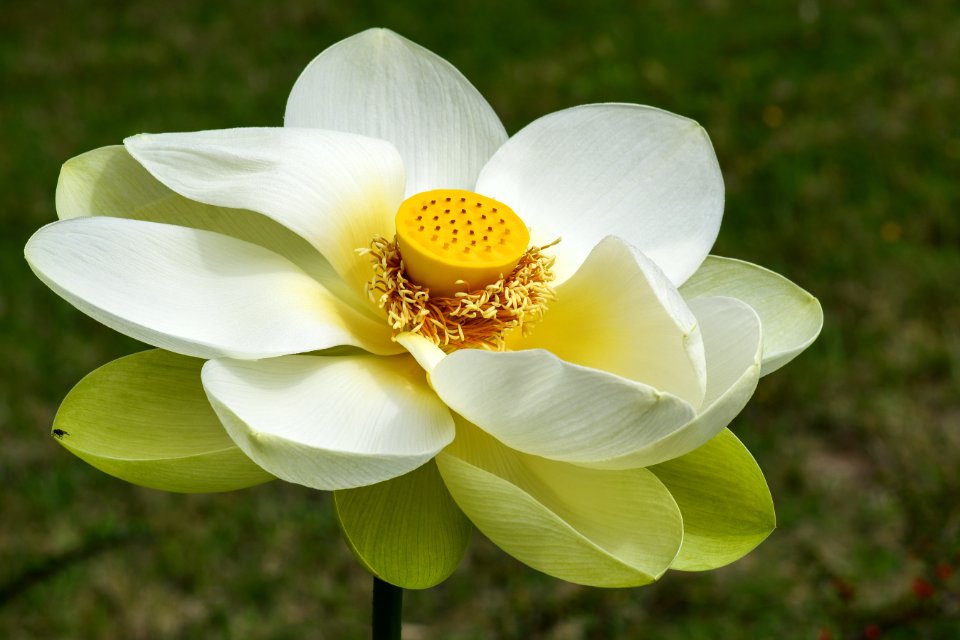 Flower White Yellow Flora