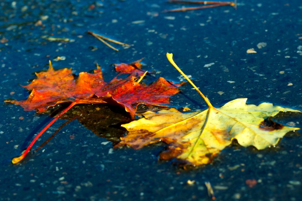 Leaf Water Maple Leaf Autumn