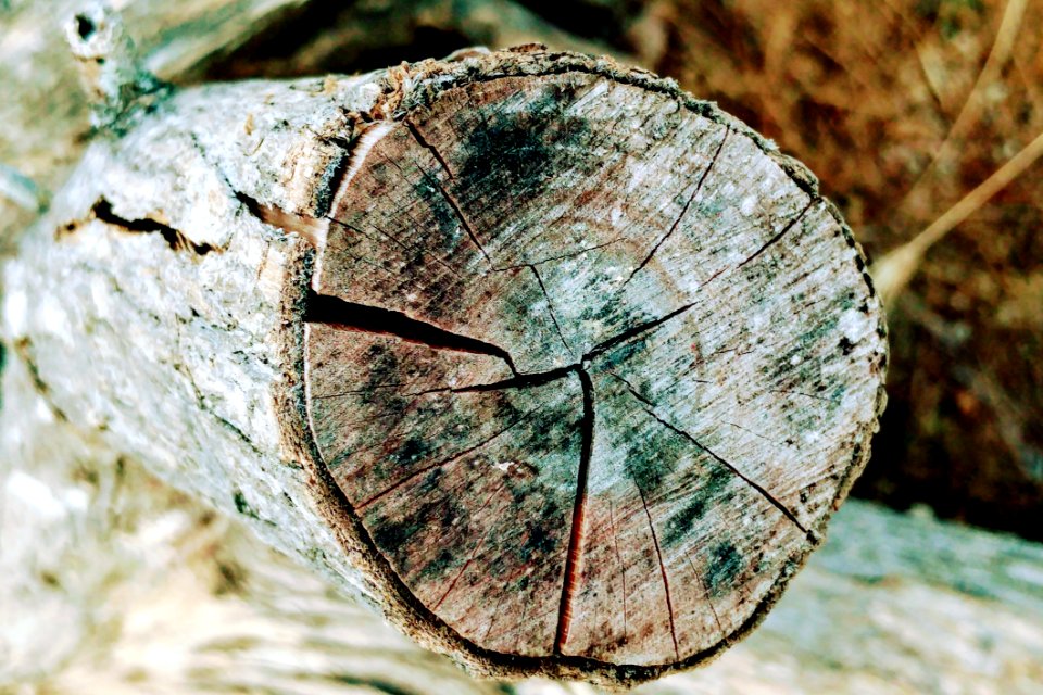Leaf Close Up Wood Plant