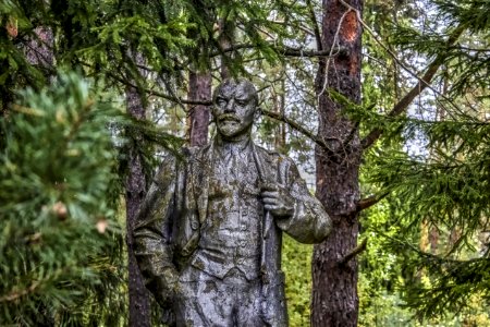 Tree Branch Forest Trunk