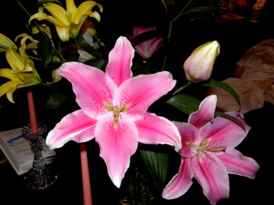 Flower Plant Lily Pink photo