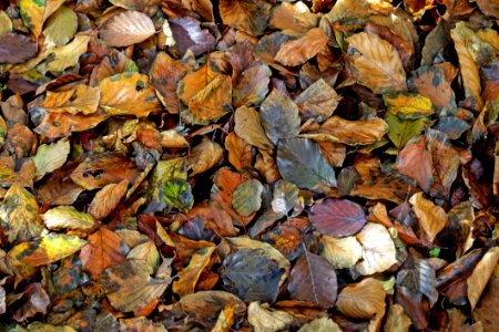 Leaf Rock Autumn Deciduous