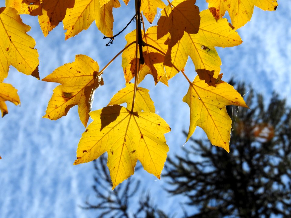 Leaf Yellow Autumn Maple Leaf
