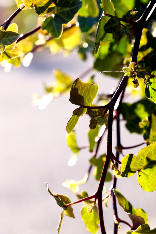 Branch Leaf Tree Twig