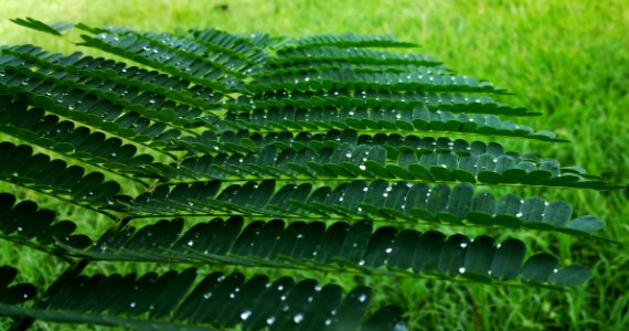 Vegetation Plant Leaf Fern photo