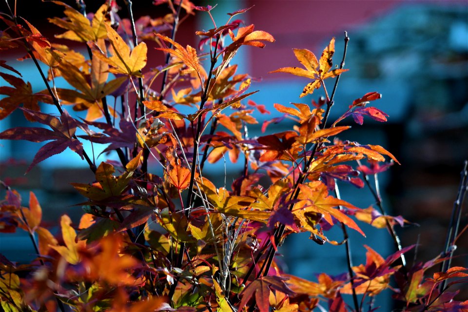Plant Leaf Autumn Flora