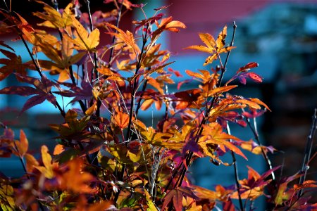 Plant Leaf Autumn Flora