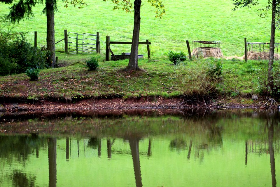 Reflection Water Nature Green