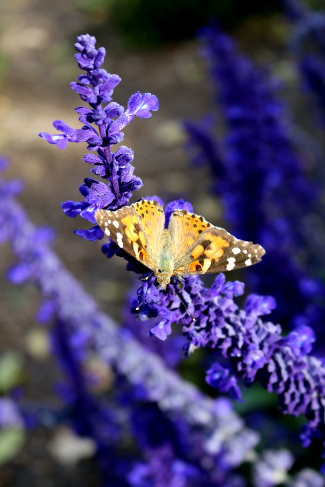 Butterfly English Lavender Moths And Butterflies Lavender