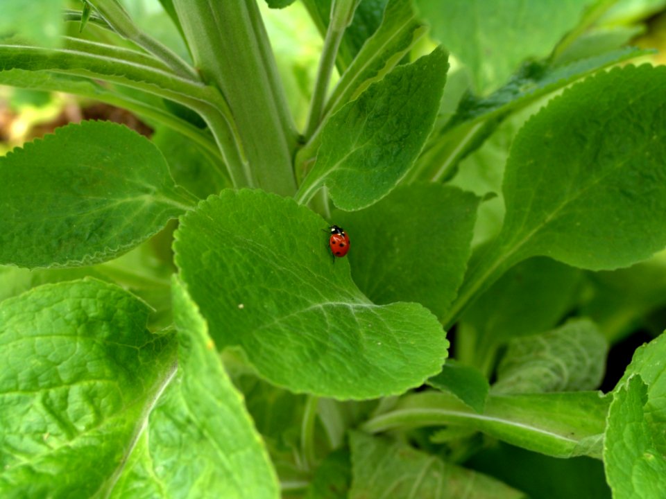 Plant Leaf Herb Grass