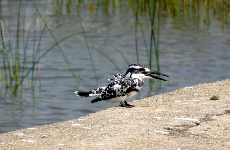 Bird Fauna Beak Water